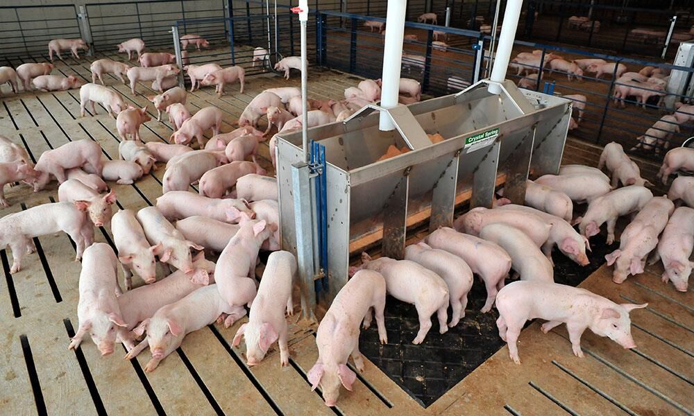 Pork industry update (4).jpg
