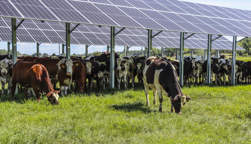 Dairy cows with solar panels