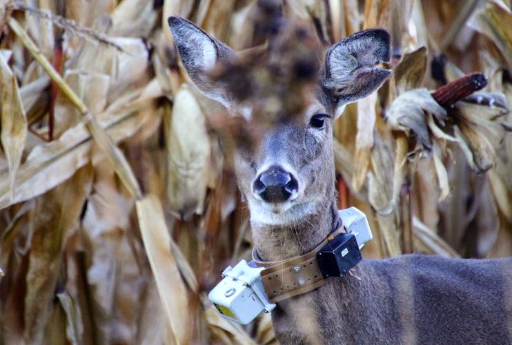 Deer