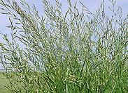 Meadow Fescue