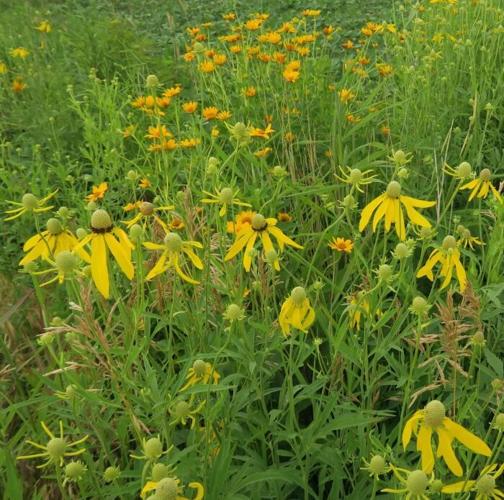 Grey-headed coneflowers and oxeye