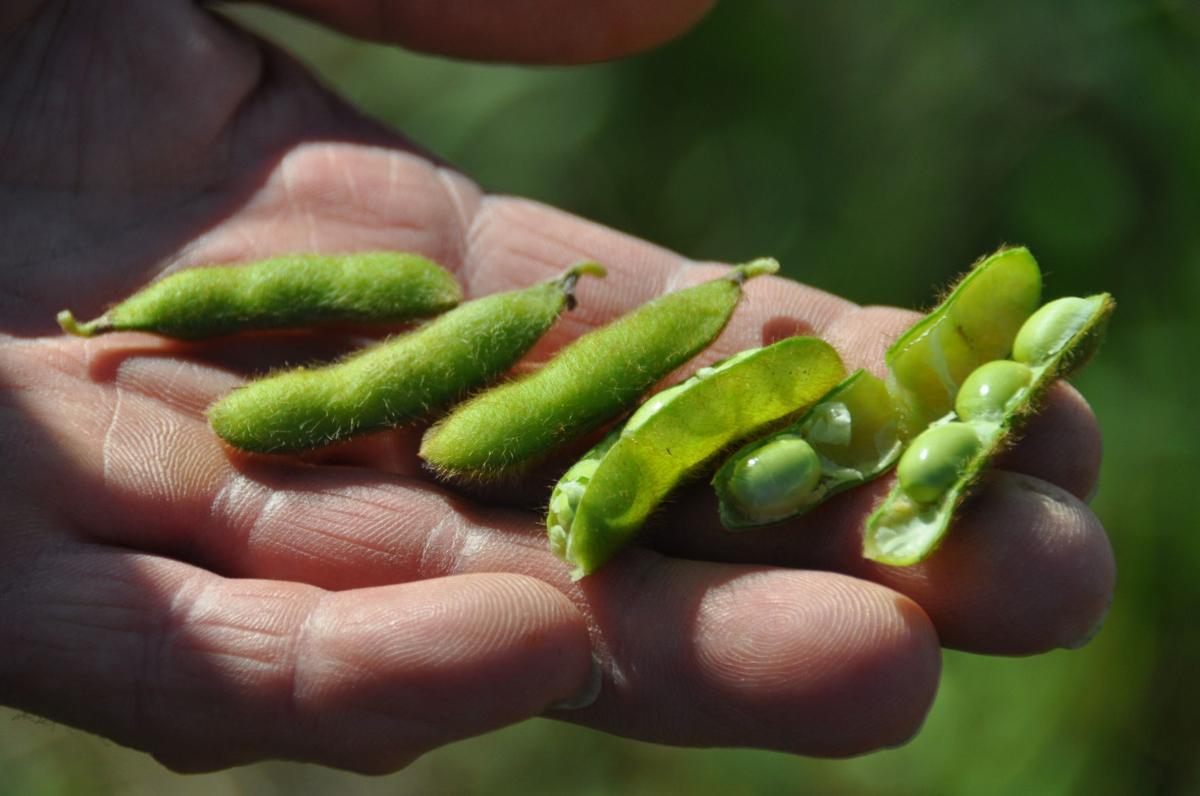 Soybean pods look good