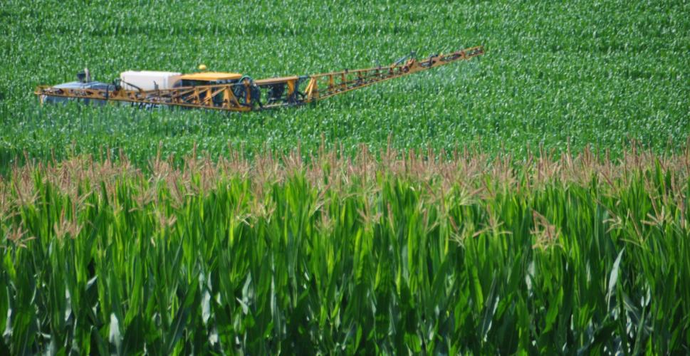 Corn spraying