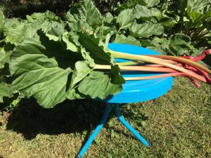 Rhubarb