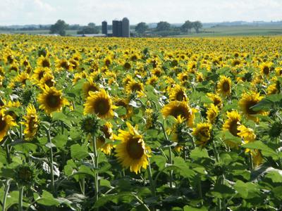 Sunflower Prices Increase Slightly Into March Crop Agupdate Com