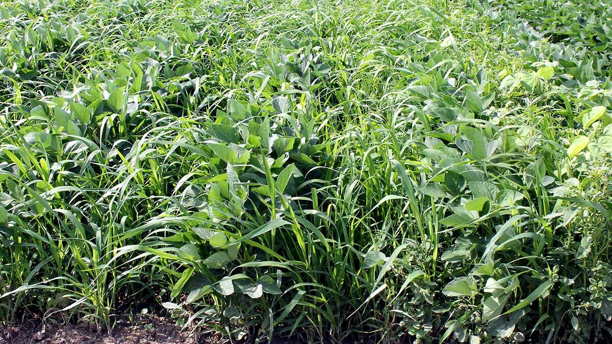 Weeds including waterhemp infiltrate a soybean field