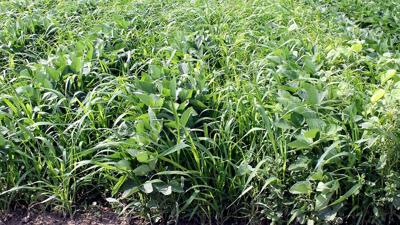 Weeds including waterhemp infiltrate a soybean field