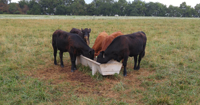 Cattle ID PIC 0410ksu