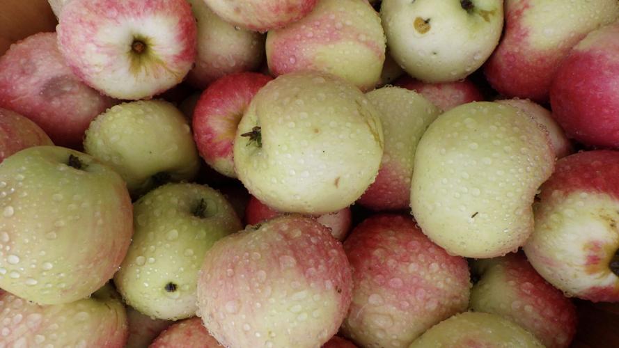 Apples