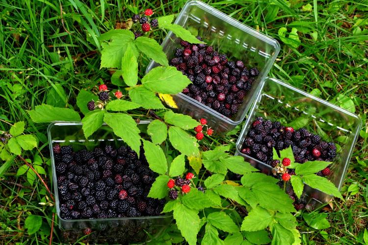 Raspberries