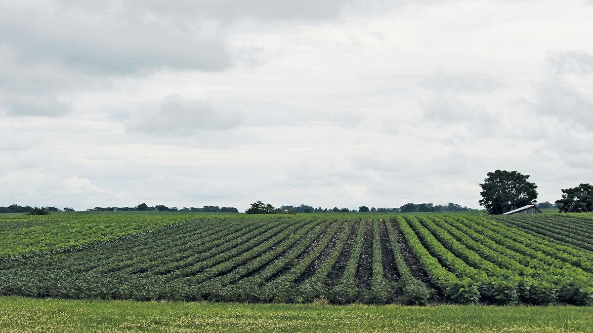 Central Illinois crop update
