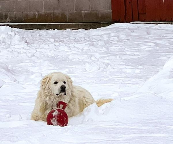 Candid Canine Corner