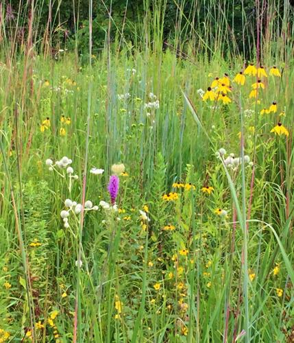 Prairie species