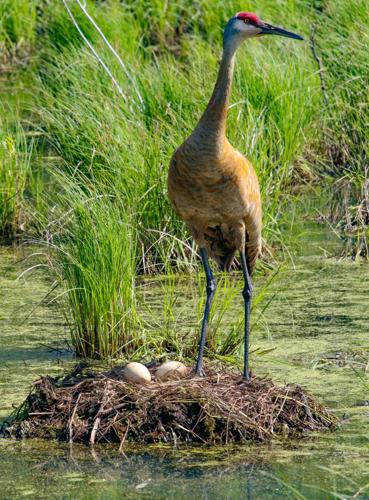 Crane