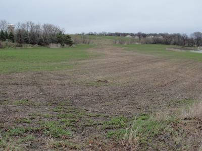 Alfalfa winter kill