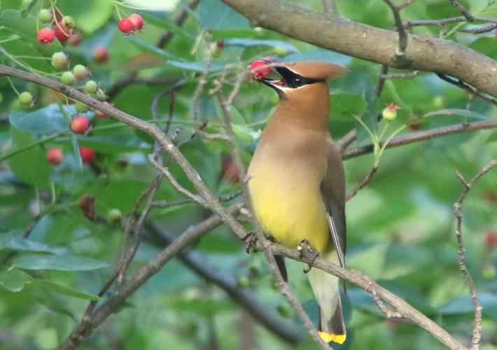 Cedar waxwing