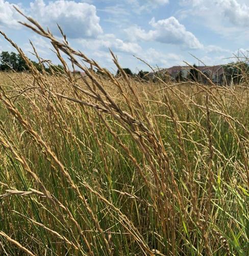 Kernza grain ready to harvest