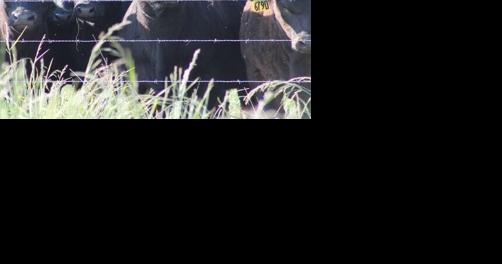 Cows work to save planet - Vimarsana News