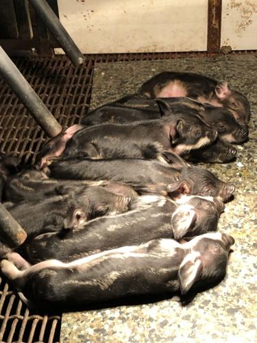 Mangalista hogs (4).jpg