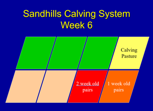 Sandhills calving method 2.jpg.png