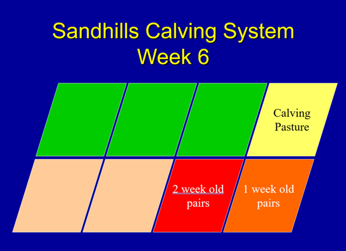Sandhills calving method 2.jpg.png