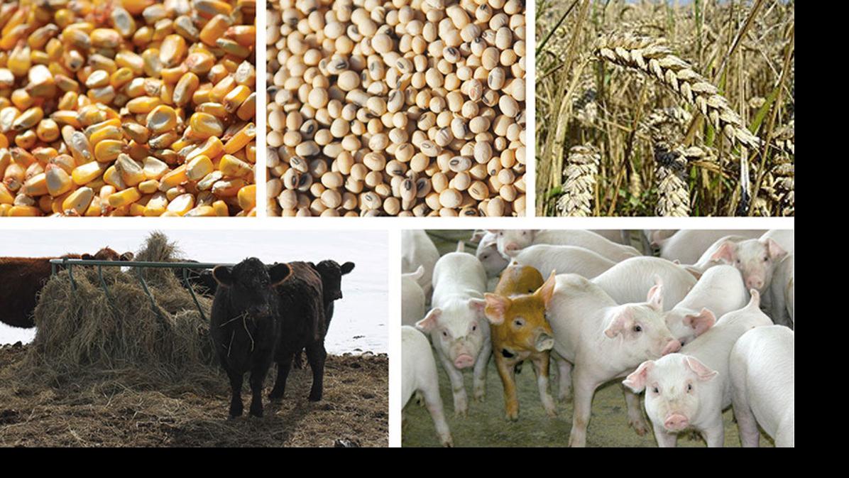 Crop and livestock price prospects for 2020 Crops