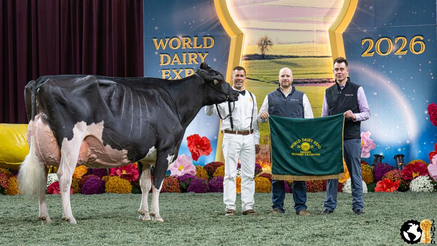 Reserve Supreme Champion Cow