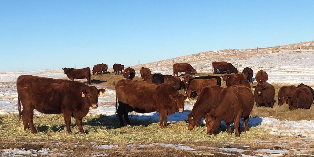 Schriefers Preparing For Calving Spring Planting Producer