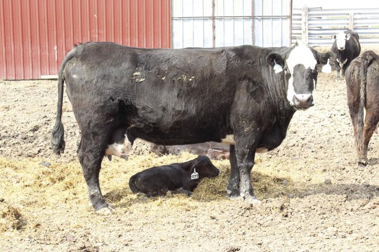 FFA President Howard (30) - cow-calf.jpg