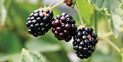 Blackberry stock photo
