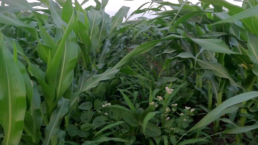 Fuller soil health (5).JPG