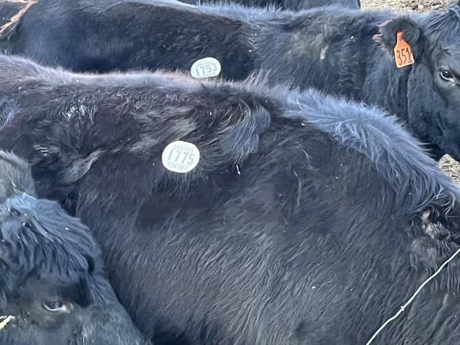 Cattle EID 1.JPEG