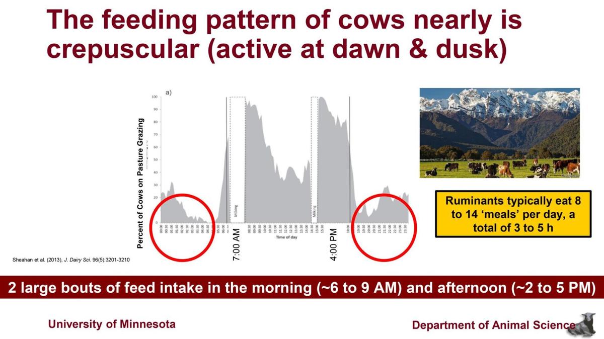 Feeding pattern of cows is nearly crepuscular
