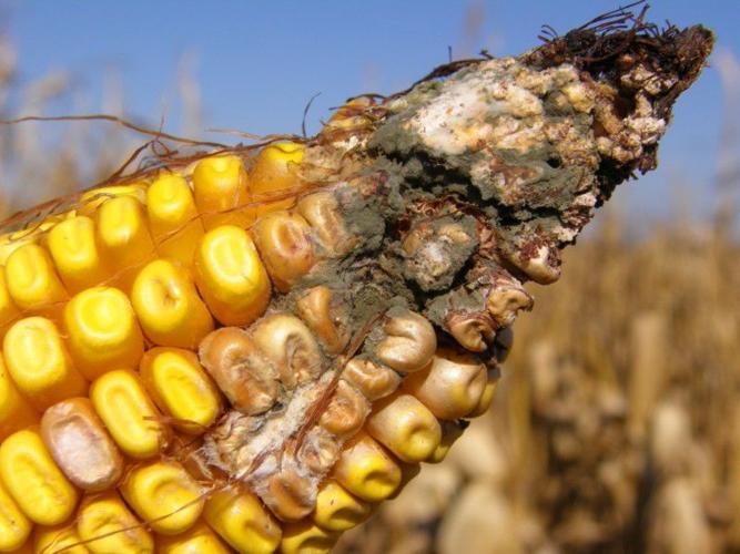 Corn tip