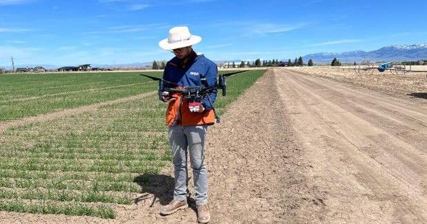 Aerial phenotyping for wheat being tested at MSU