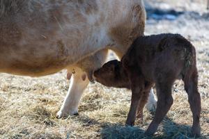 Why udder quality matters