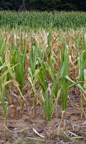 Corn poor