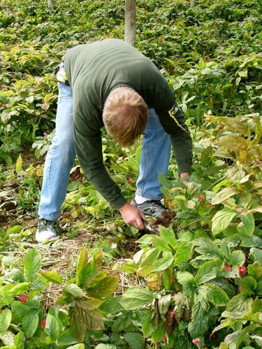Baumann checking ginseng