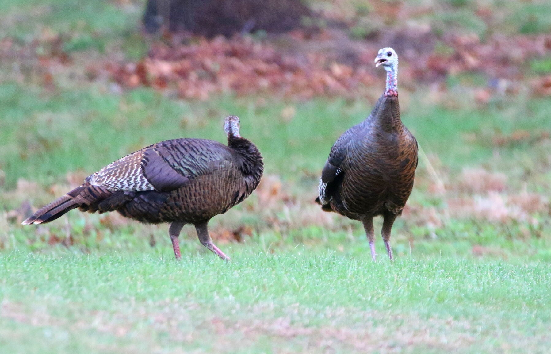 Hens