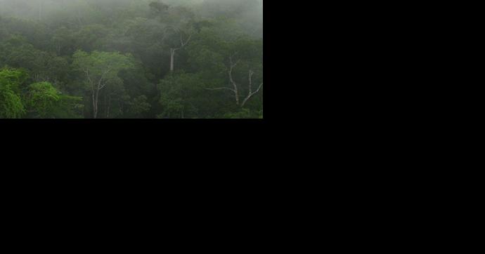 Cyberinfrastructure for collaborative forestry research cultivated - Vimarsana News