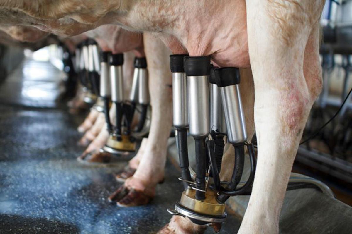 Closeup of milking machine on udder