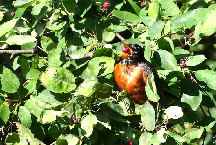Robin