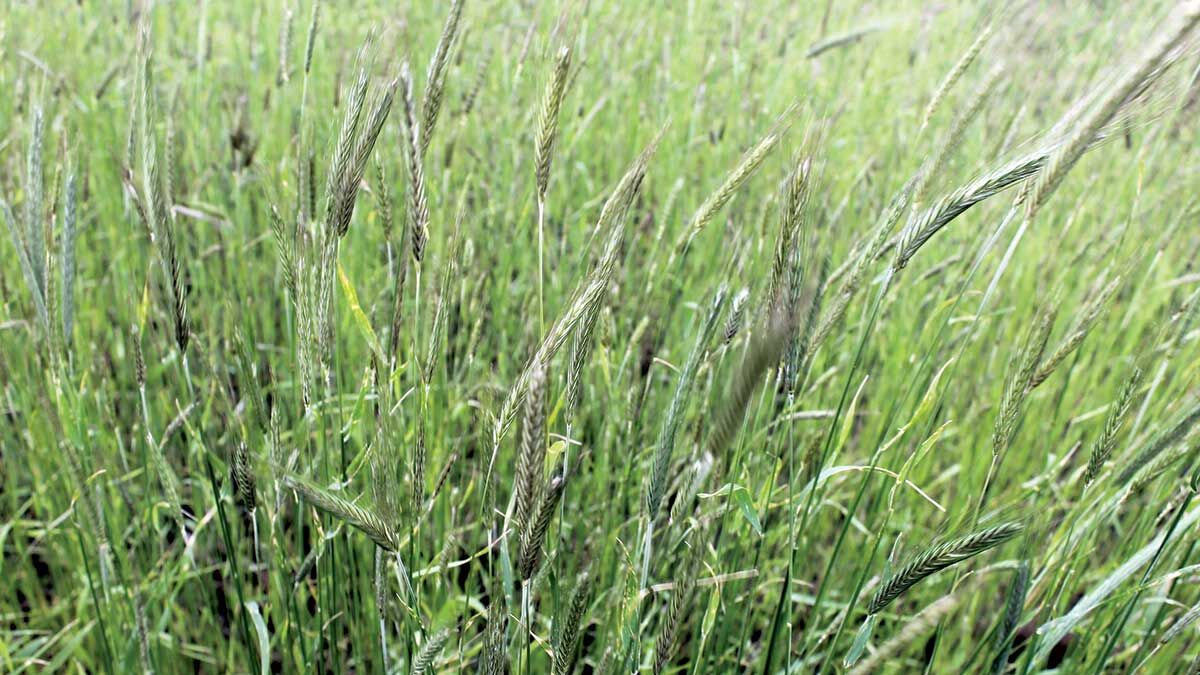 Cereal rye cover crop