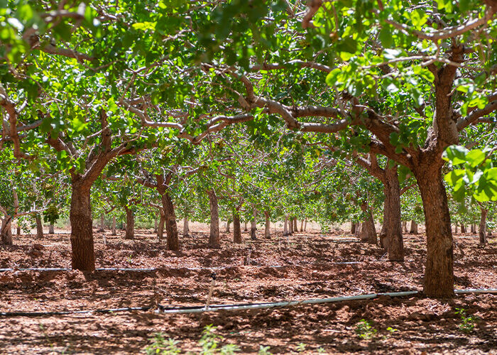 Acres of trees