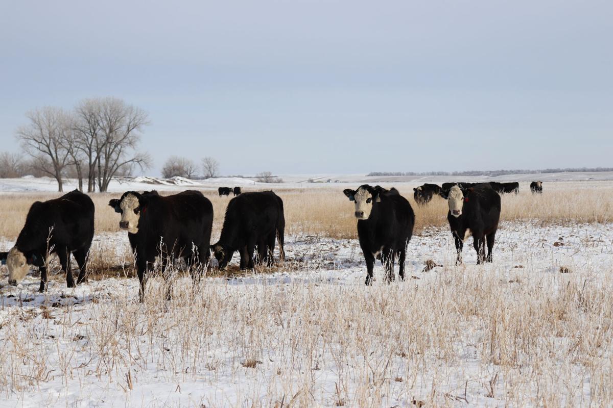 Ufen cattle
