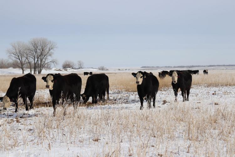 Ufen cattle