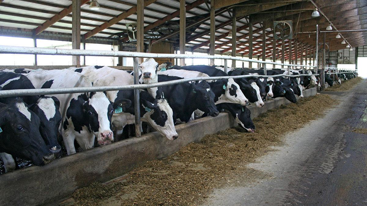 Dairy cows