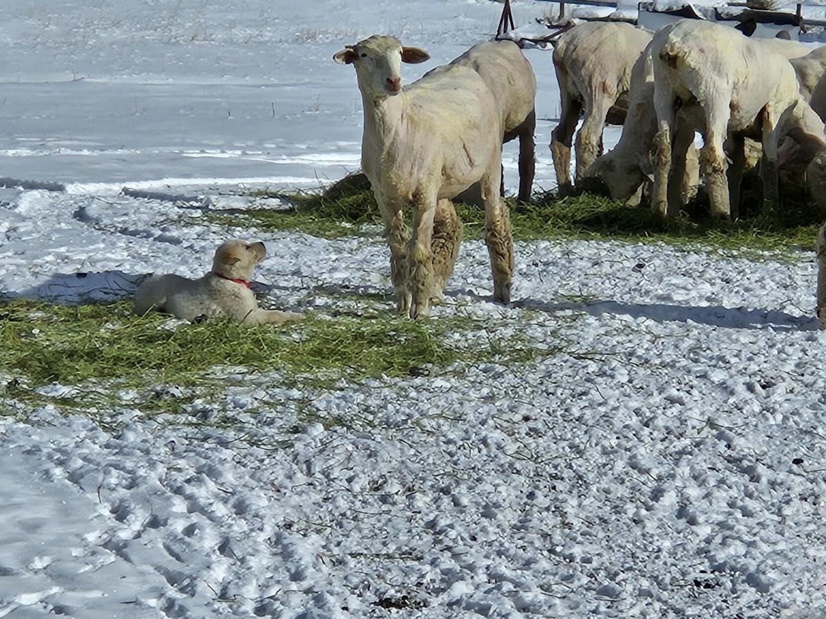 Blackman uses dogs for protection, herding on the ranch