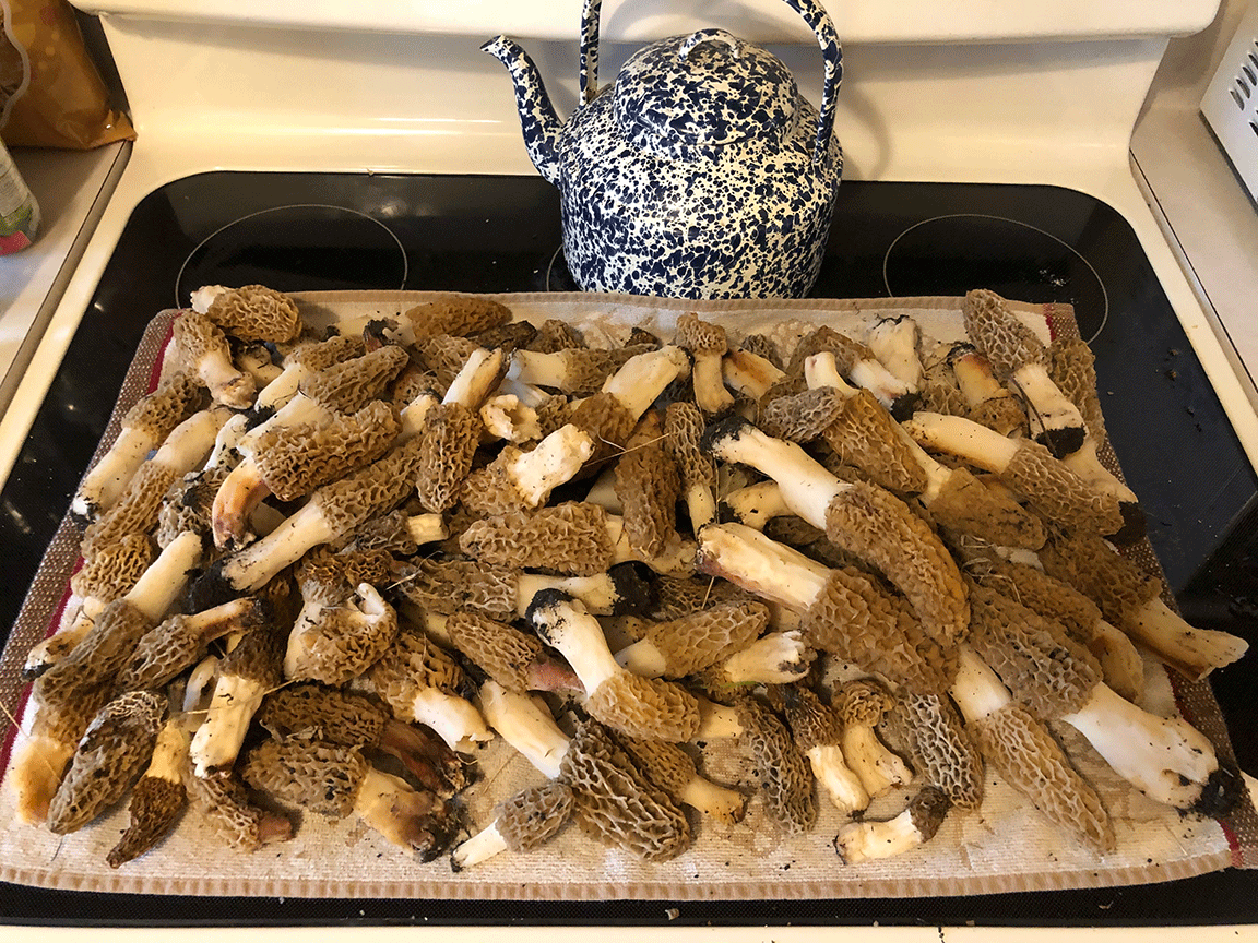 morels