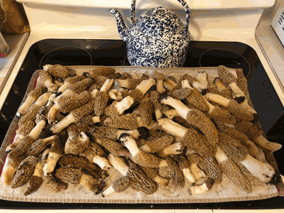 morels
